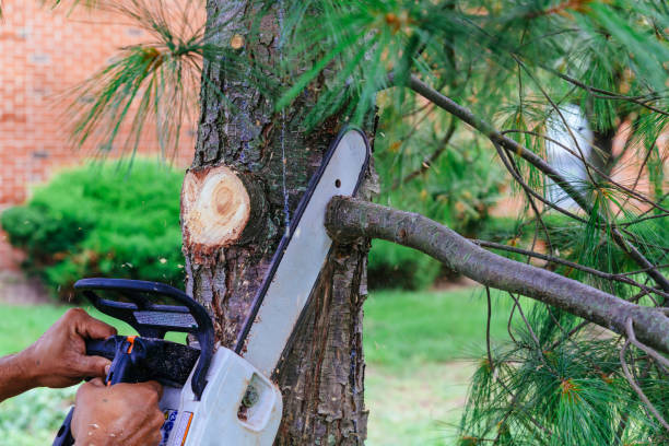 Best Tree Trimming and Pruning  in Ashland, PA